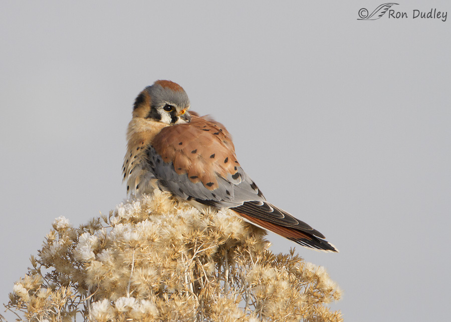 american-kestrel-3887-ron-dudley