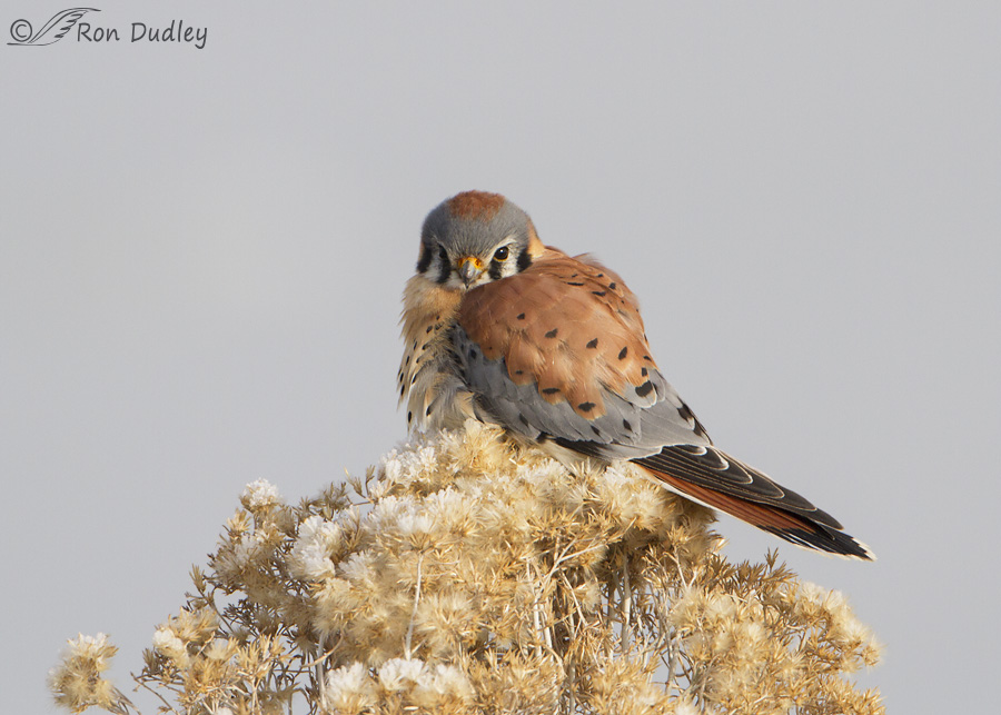 american-kestrel-3895-ron-dudley
