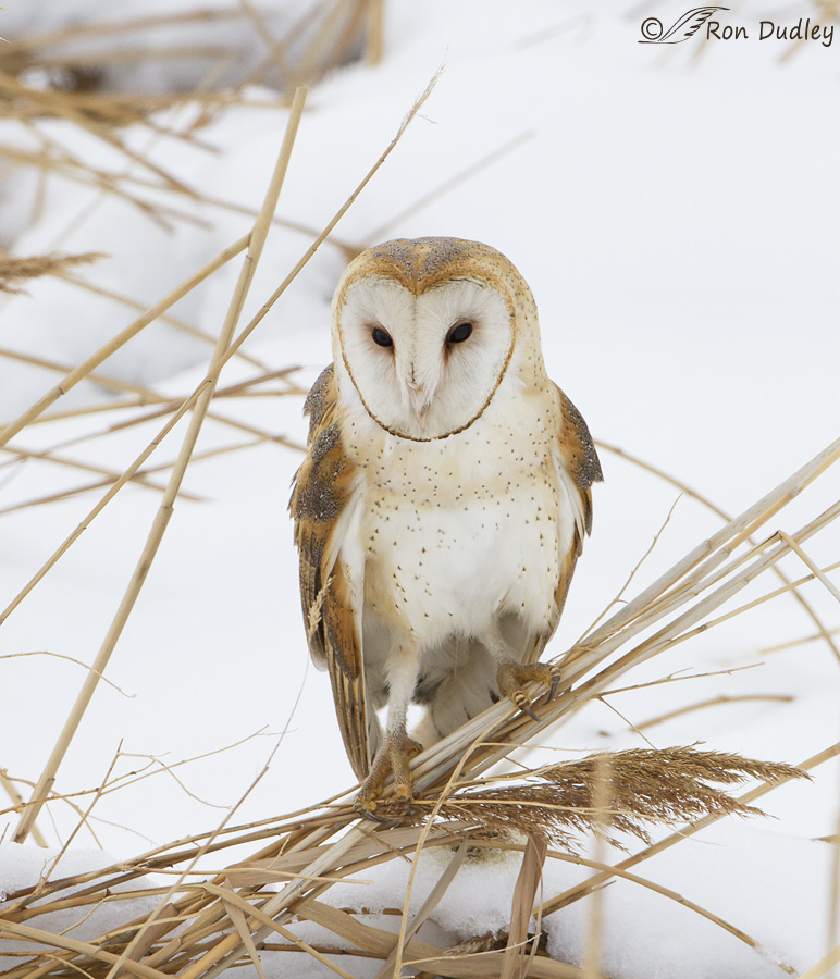 barn-owl-9004-ron-dudley