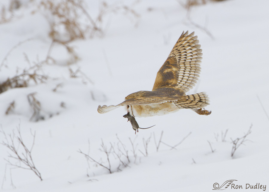 barn-owl-9031-ron-dudley