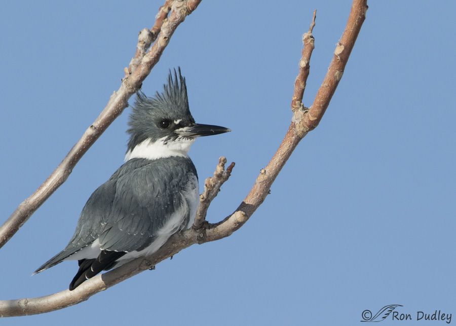 belted-kingfisher-4087-ron-dudley