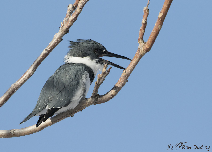 belted-kingfisher-4135-ron-dudley