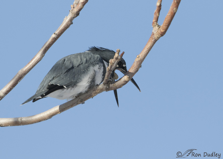belted-kingfisher-4145-ron-dudley