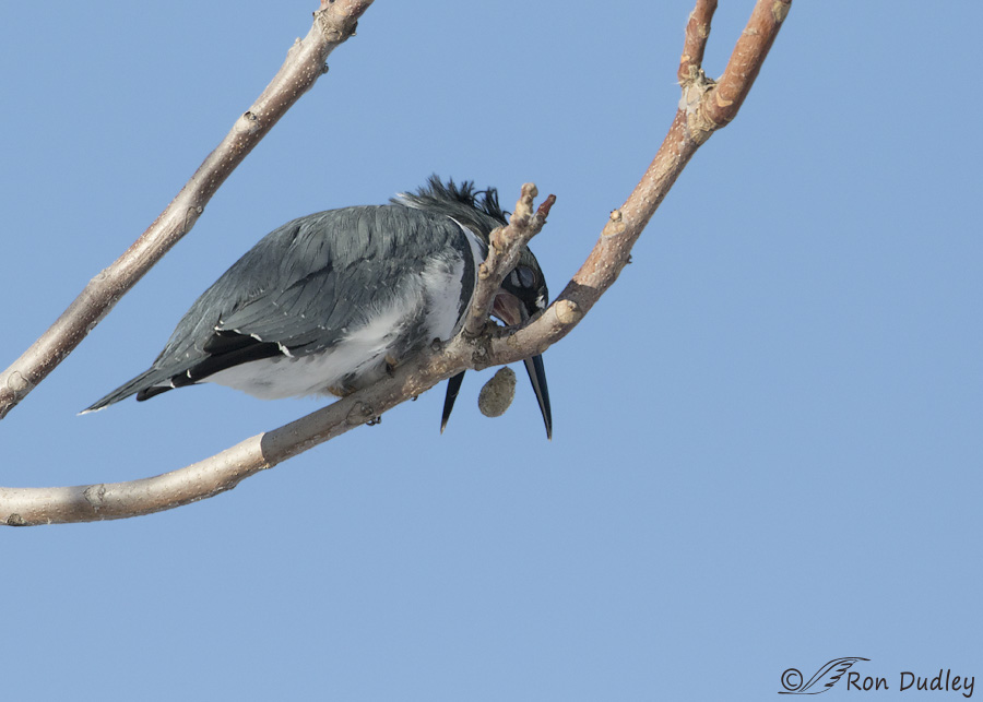 belted-kingfisher-4146-ron-dudley