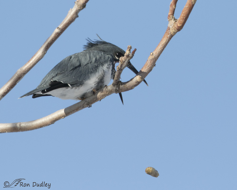 belted-kingfisher-4147-ron-dudley