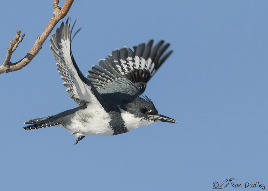 belted-kingfisher-4204-ron-dudley