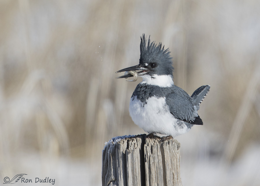 belted-kingfisher-4333-ron-dudley