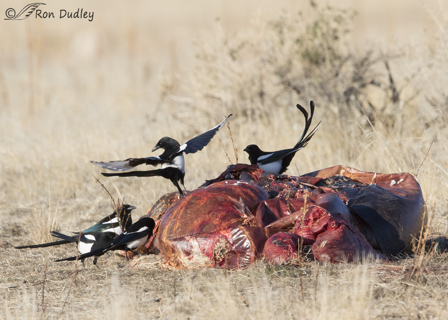 black-billed-magpie-9410-ron-dudley