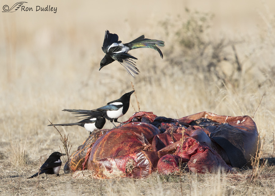 black-billed-magpie-9483-ron-dudley