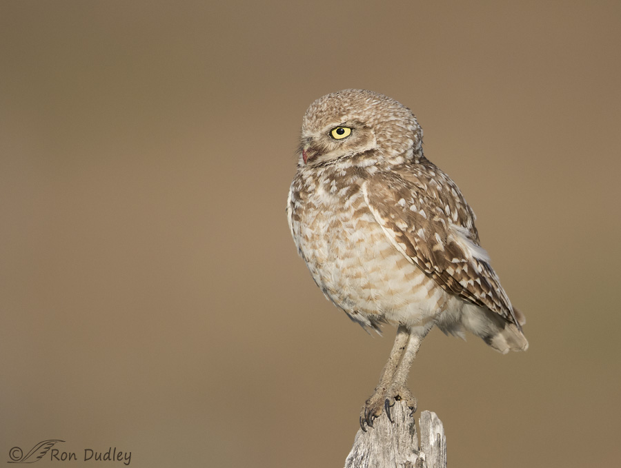 burrowing-owl-4326-ron-dudley