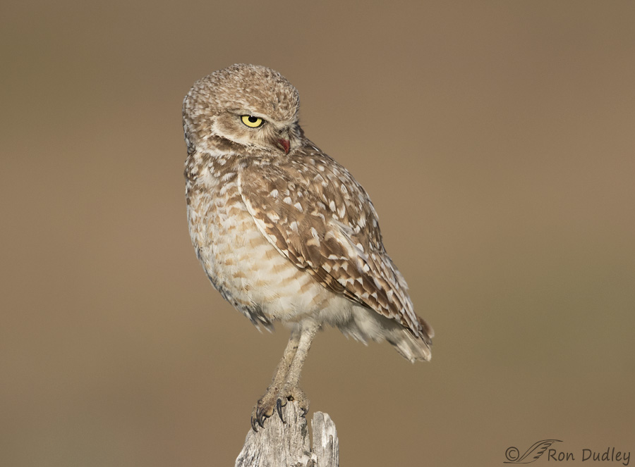 burrowing-owl-4340-ron-dudley