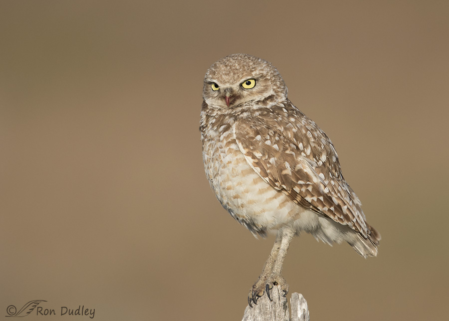 burrowing-owl-4344-ron-dudley