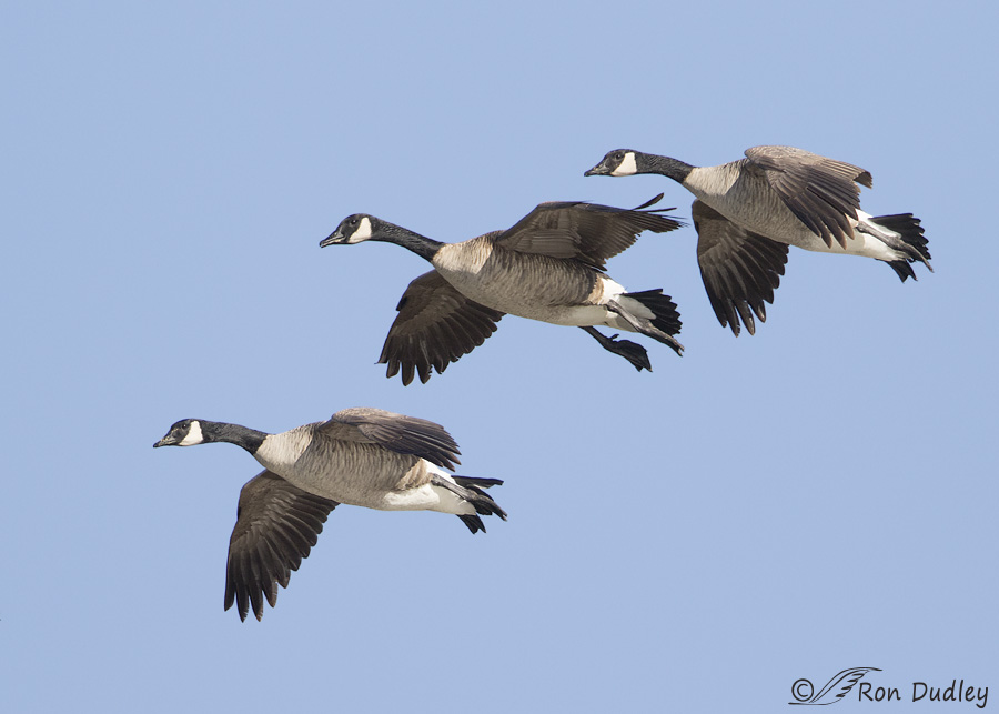 canada-goose-0367-ron-dudley