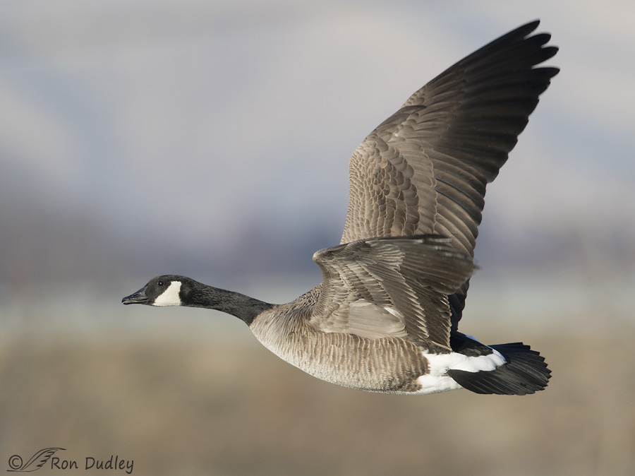 canada-goose-2183-ron-dudley