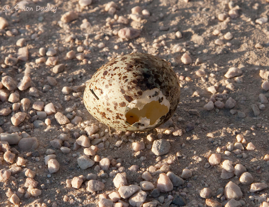 curlew-egg-8194c-ron-dudley