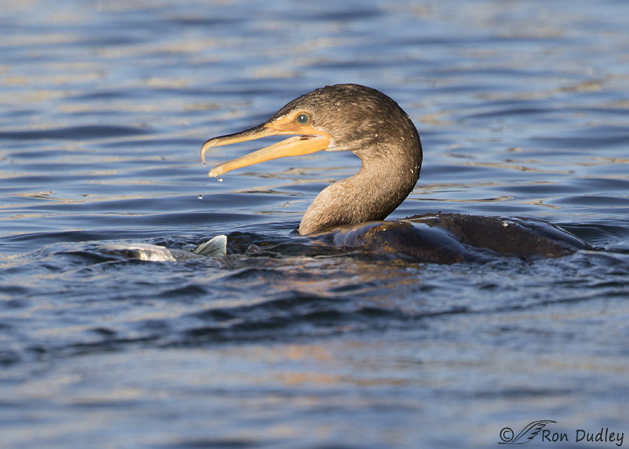 double-crested-cormorant-0591-ron-dudley