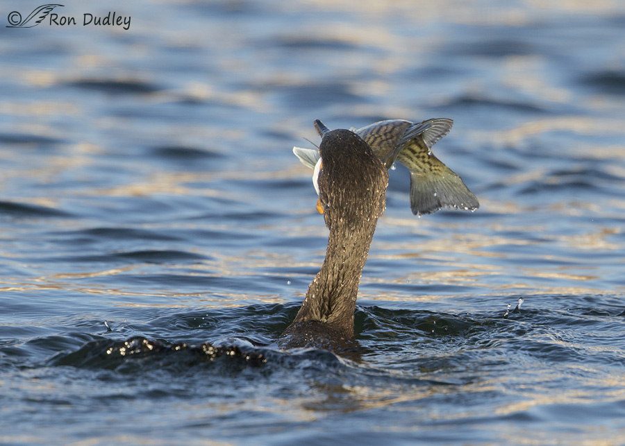 double-crested-cormorant-0705-ron-dudley
