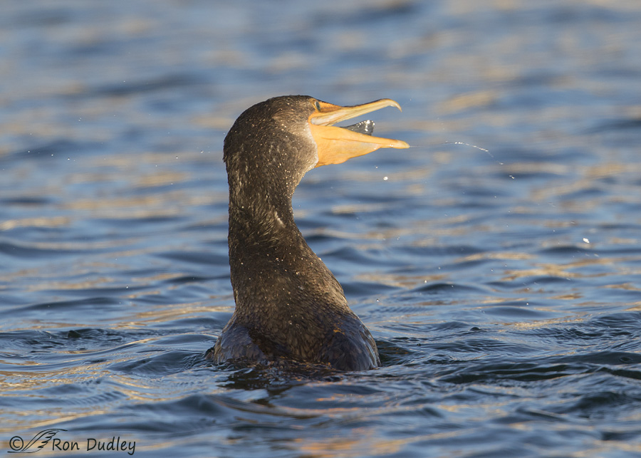 double-crested-cormorant-0733-ron-dudley