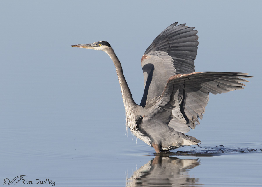great-blue-heron-3473-ron-dudley