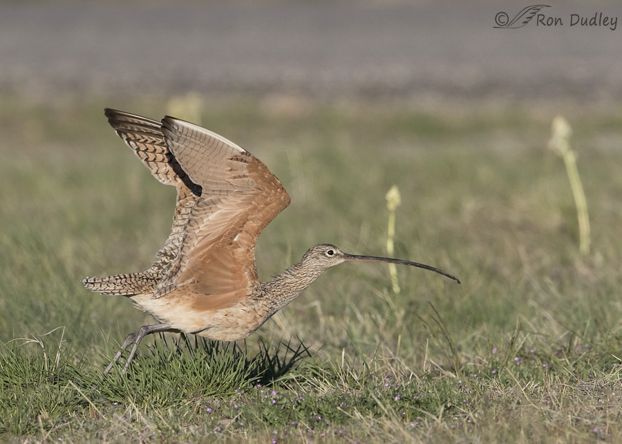 long-billed-curlew-8590-ron-dudley