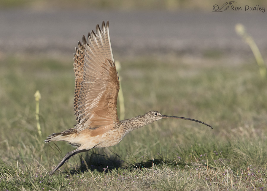 long-billed-curlew-8593-ron-dudley