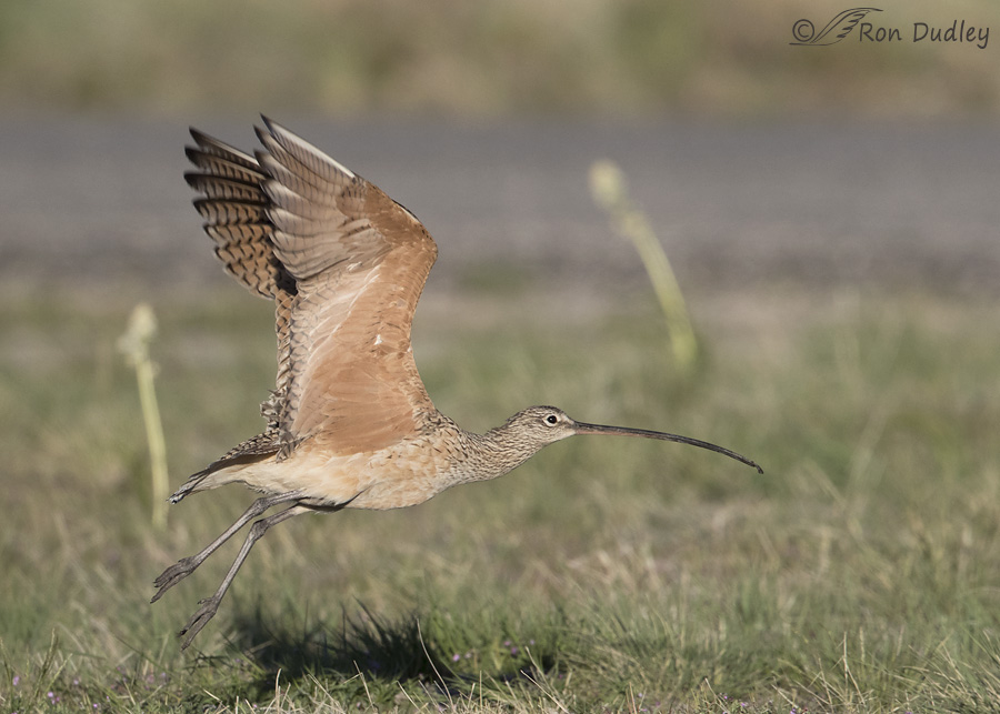 long-billed-curlew-8594-ron-dudley