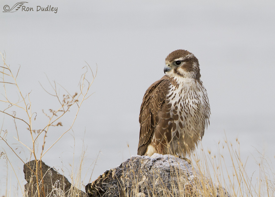 prairie-falcon-1195b-ron-dudley