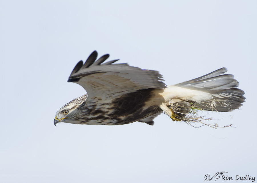 rough-legged-hawk-1915b-ron-dudley