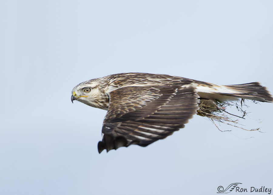 rough-legged-hawk-1921-ron-dudley