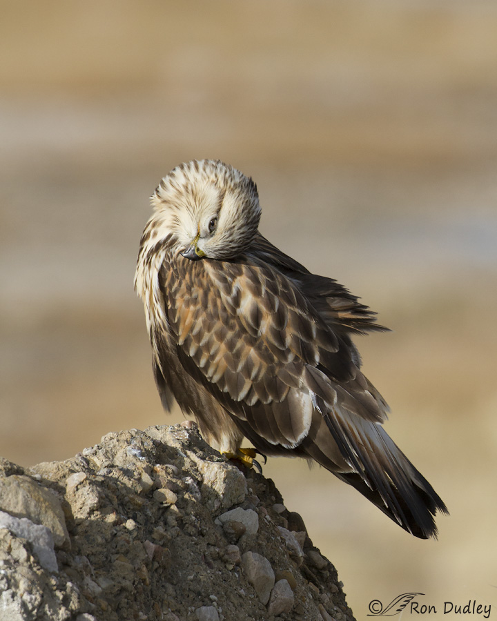 rough-legged-hawk-6559-ron-dudley