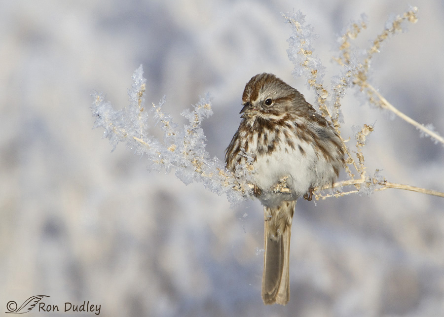 song-sparrow-2154b-ron-dudley
