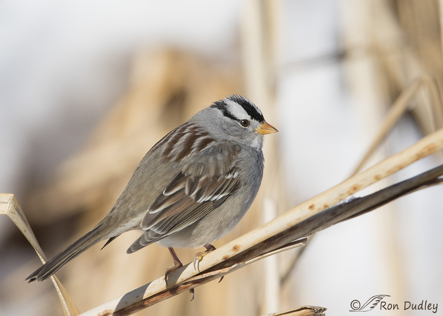 white-crowned-sparrow-8840-ron-dudley