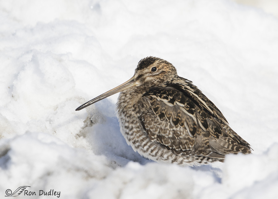 wilsons-snipe-2399-ron-dudley