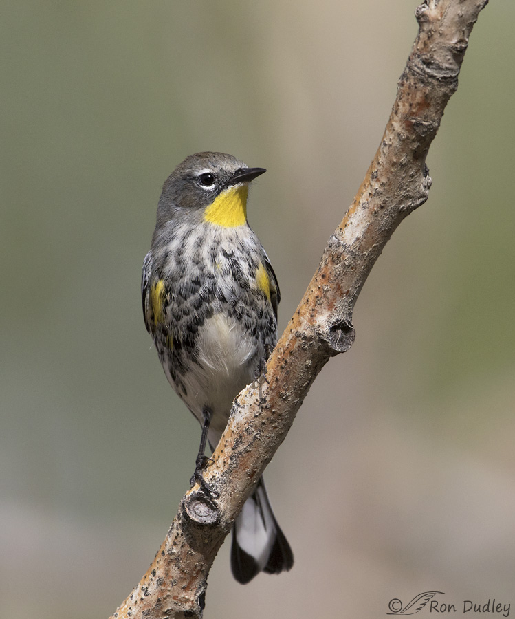 yellow-rumped-warbler-5413b-ron-dudley