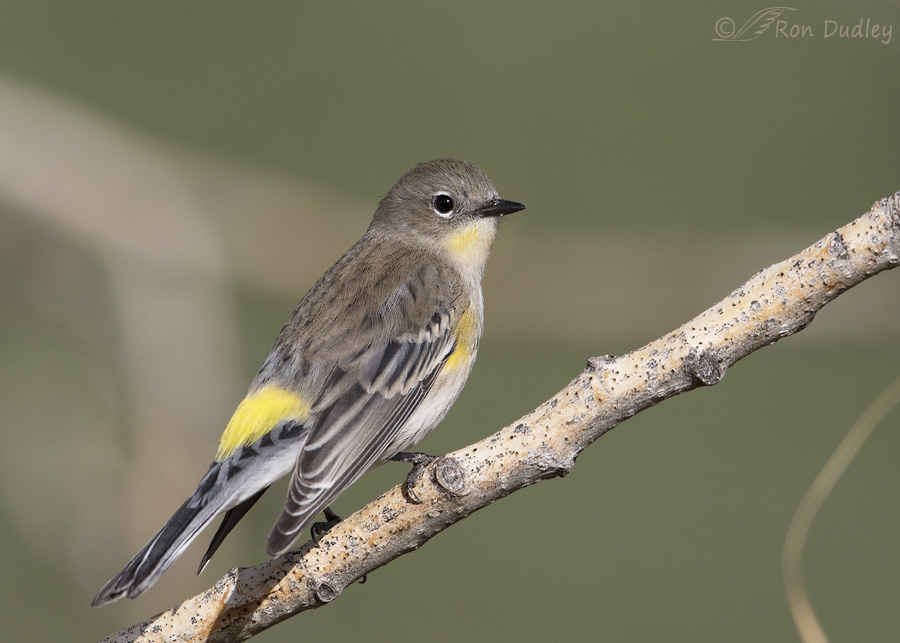 yellow-rumped-warbler-6668-ron-dudley