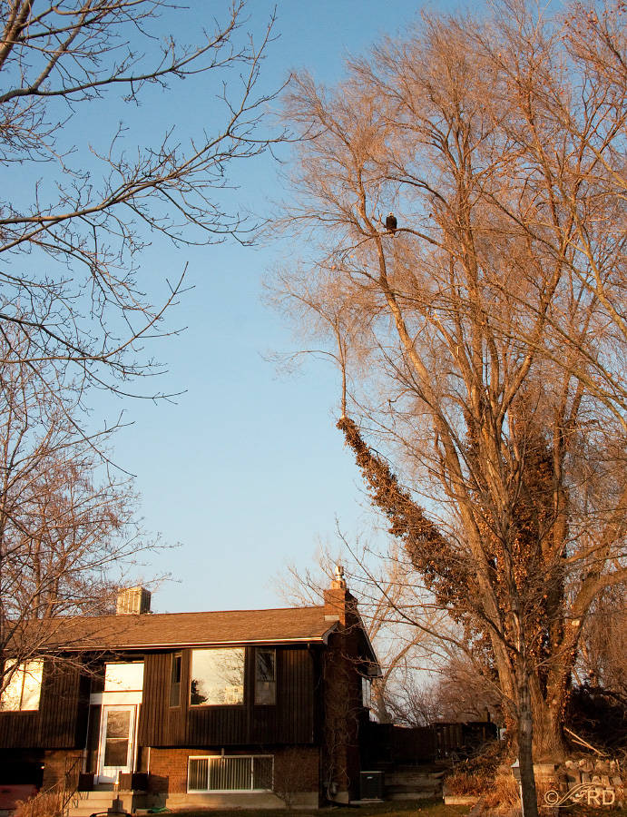 bald-eagle-in-my-elm-tree-7022-ron-dudley