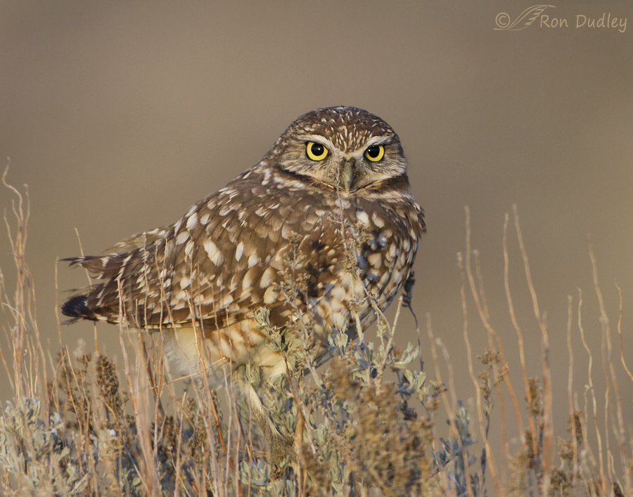 burrowing-owl-6291b-ron-dudley