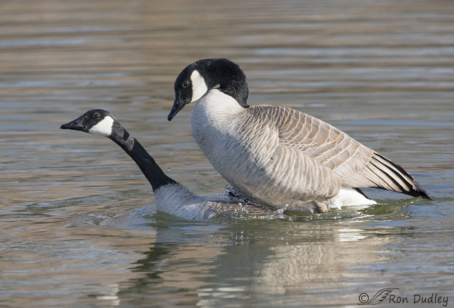 canada goose 5814 ron dudley