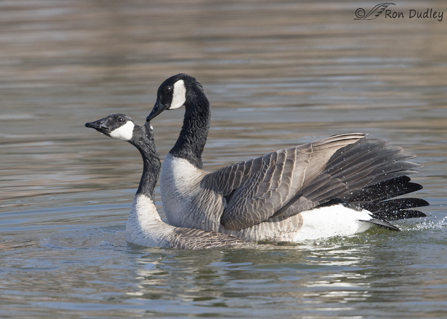 canada goose 5844 ron dudley