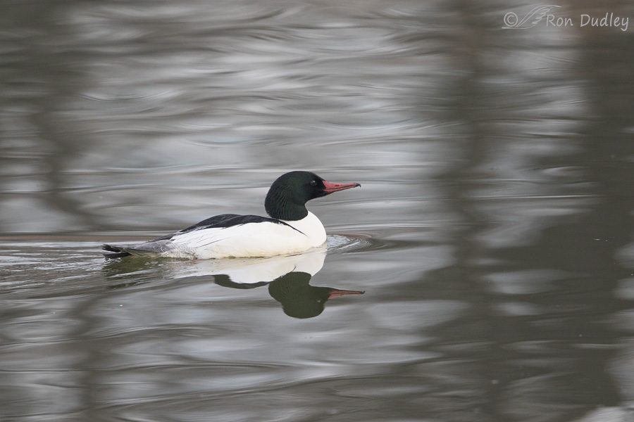 common merganser 5005 uncropped ron dudley
