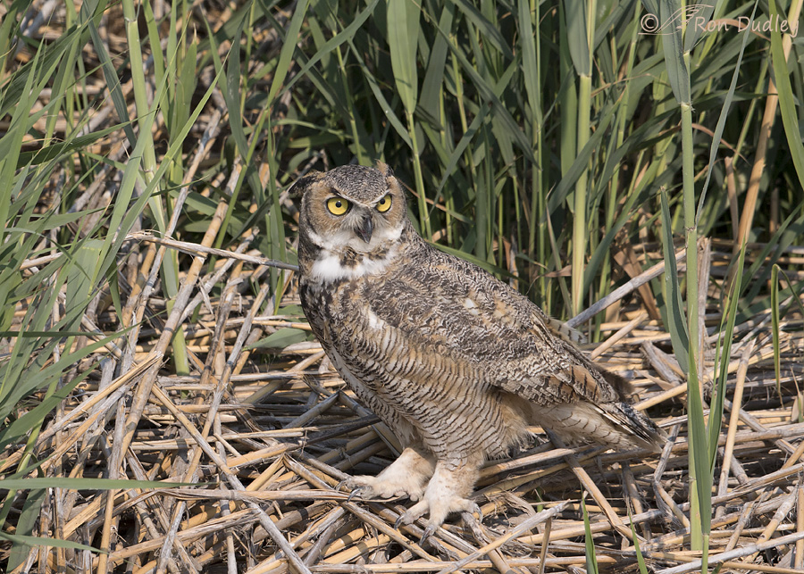 great-horned-owl-0223-ron-dudley