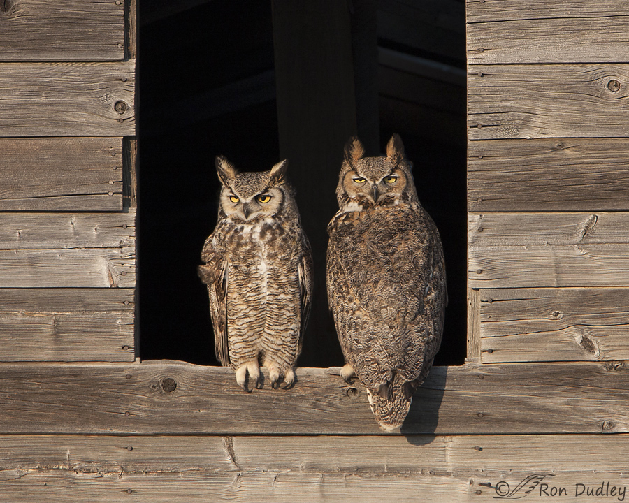 great-horned-owl-1767b-ron-dudley