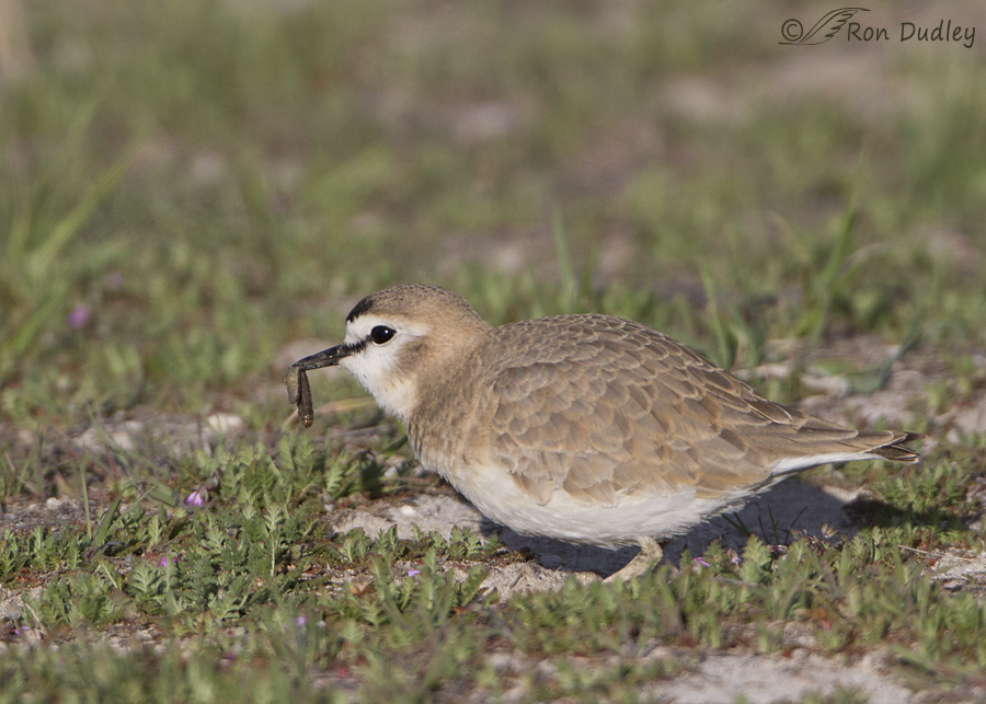 mountain-plover-4192-ron-dudley