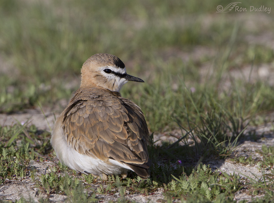 mountain-plover-4601-ron-dudley