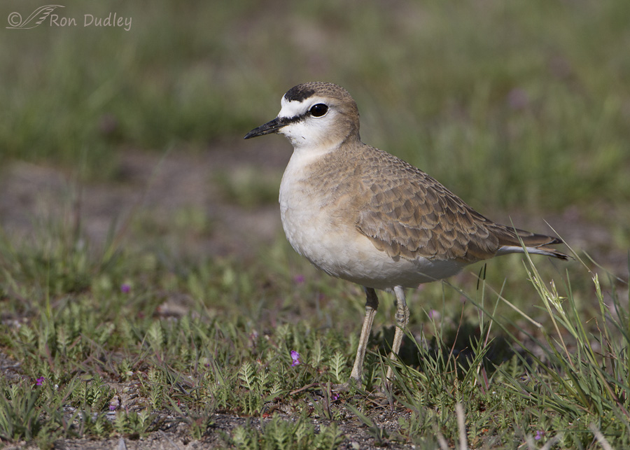 mountain-plover-4696-ron-dudley
