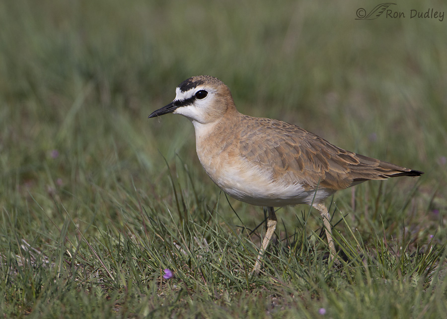 mountain-plover-4714-ron-dudley
