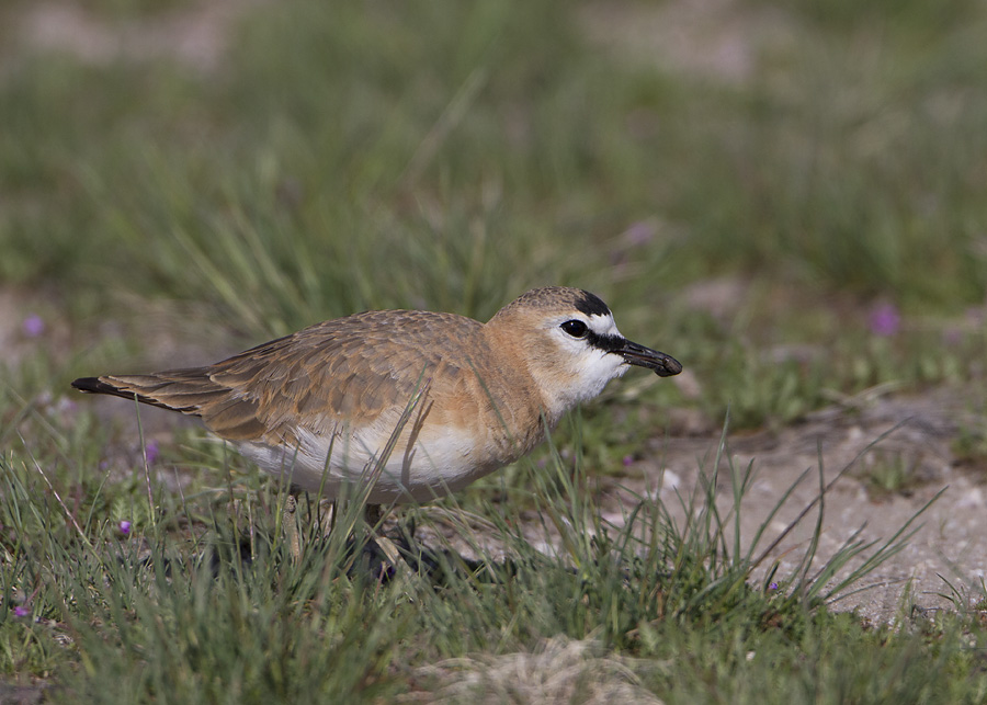 mountain-plover-4745-ron-dudley