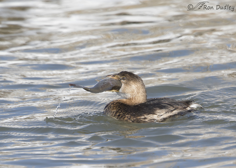 pied-billed-grebe-2473-ron-dudley