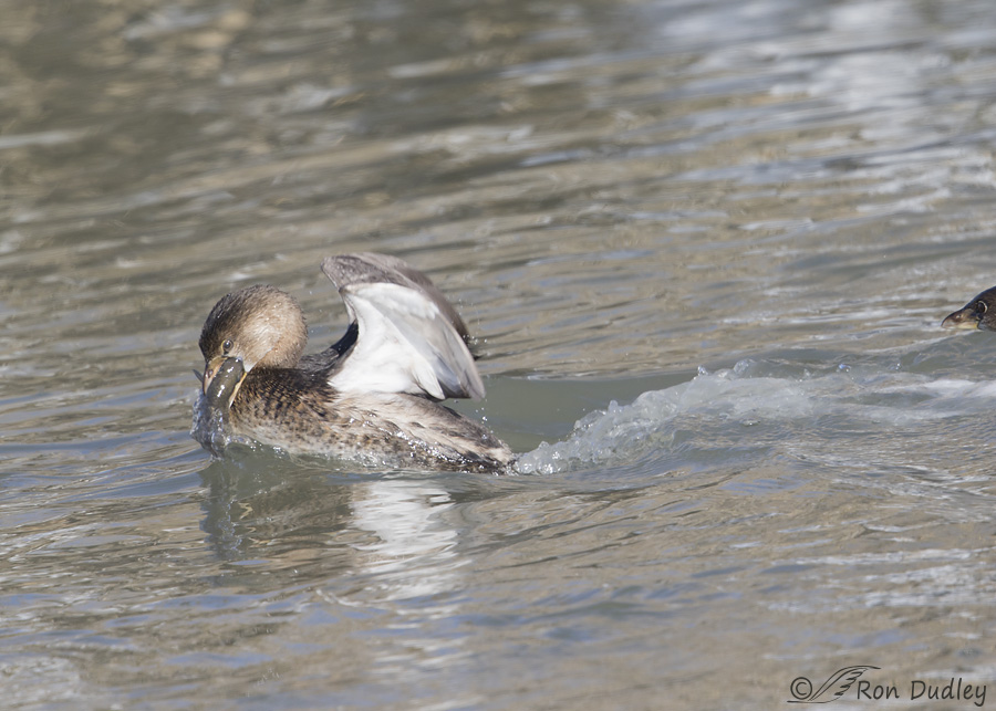 pied-billed-grebe-2492-ron-dudley