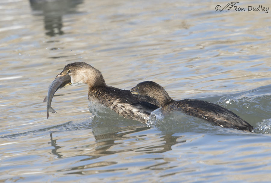 pied-billed-grebe-2505-ron-dudley